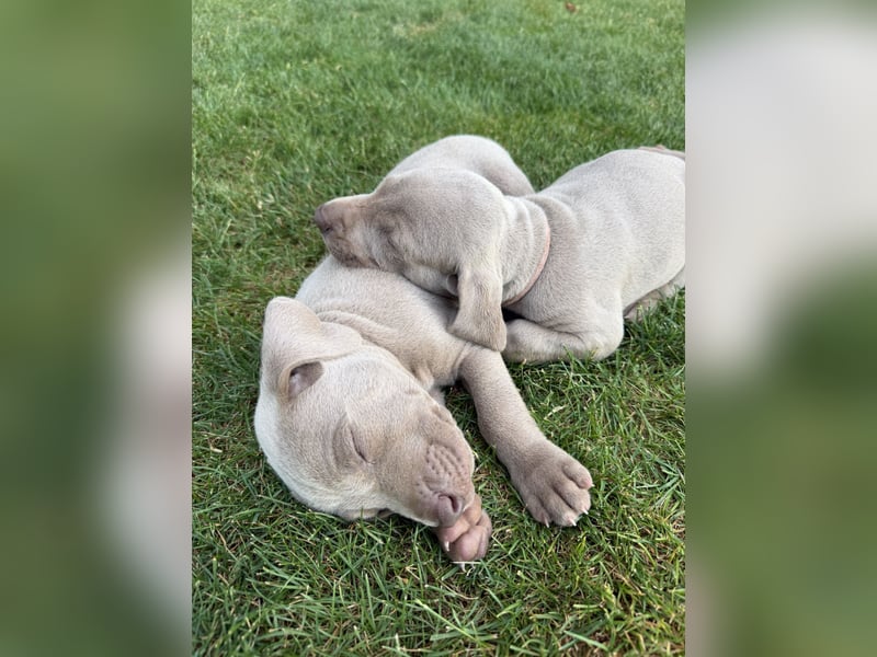 Weimaranerwelpen