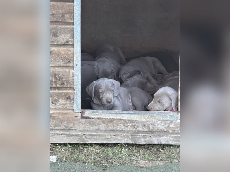 Weimaraner Welpen