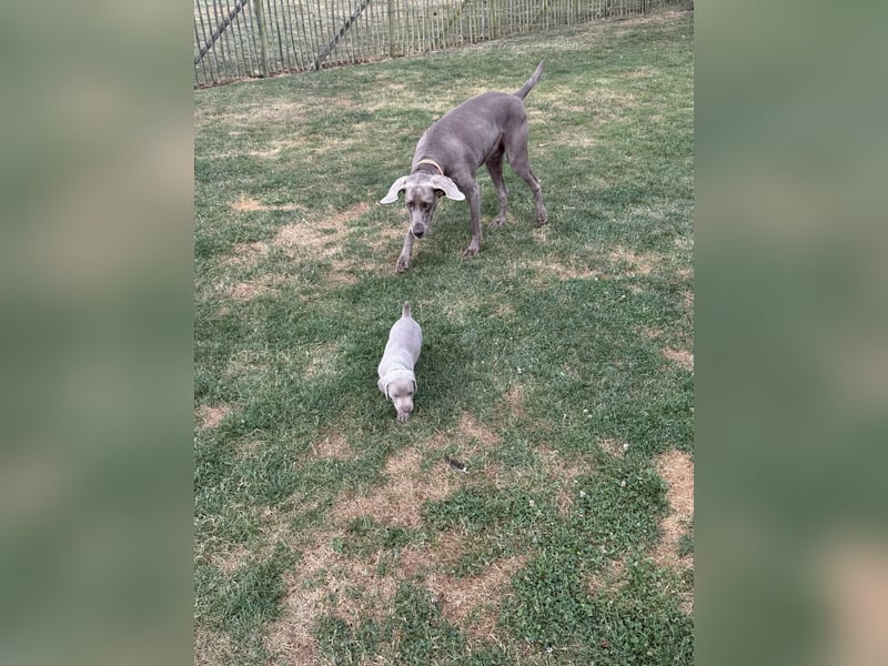 Weimaraner Welpen