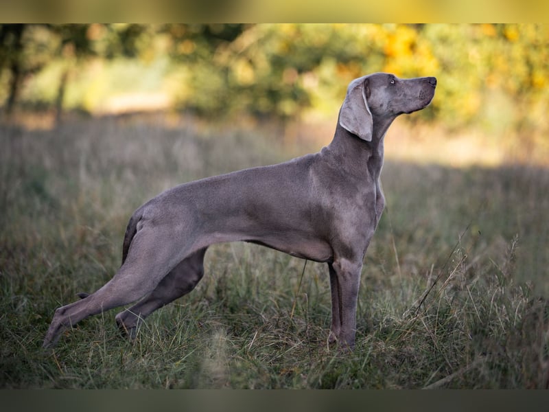 Weimaraner Welpen - Premiumzucht Vom Gräfensteiner Adel