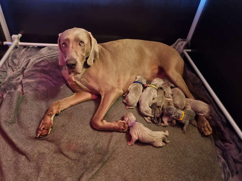 Weimaraner Welpen - Premiumzucht Vom Gräfensteiner Adel
