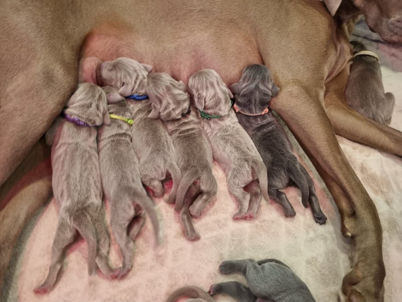 Weimaraner Welpen - Premiumzucht Vom Gräfensteiner Adel