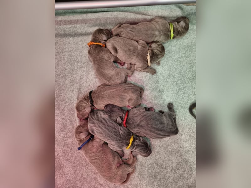 Weimaraner Welpen - Premiumzucht Vom Gräfensteiner Adel