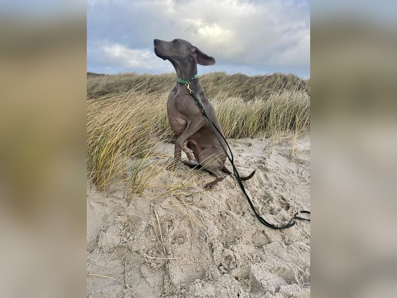 Weimaraner Welpen - Premiumzucht Vom Gräfensteiner Adel