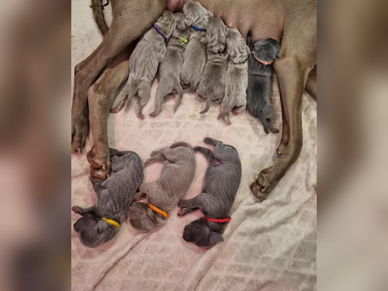 Weimaraner Welpen - Premiumzucht Vom Gräfensteiner Adel