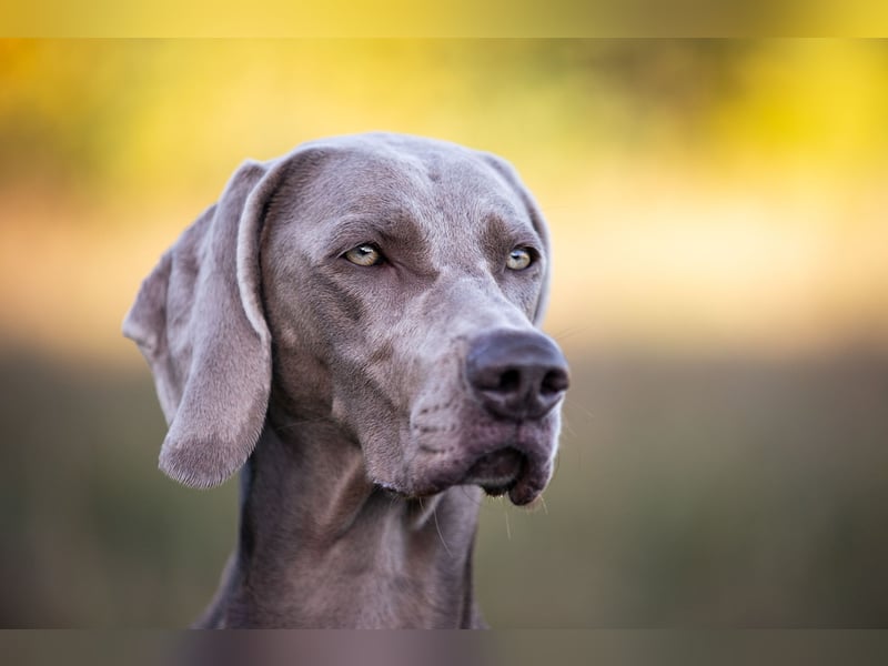 Weimaraner Welpen - Premiumzucht Vom Gräfensteiner Adel