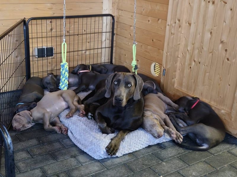 Weimaraner Welpen - Premiumzucht Vom Gräfensteiner Adel