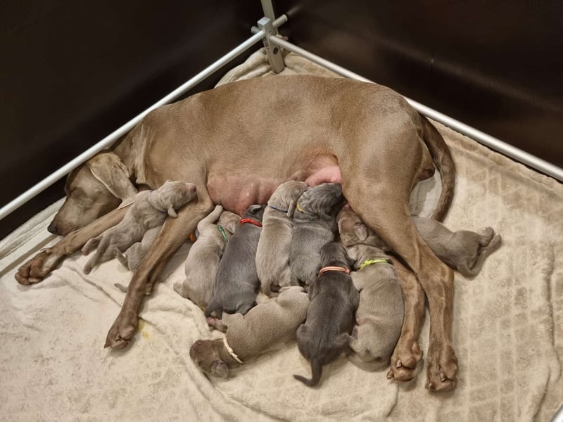 Weimaraner Welpen - Premiumzucht Vom Gräfensteiner Adel