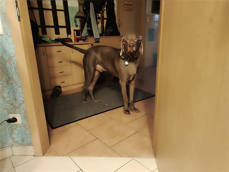 Verkaufe weimaraner hund