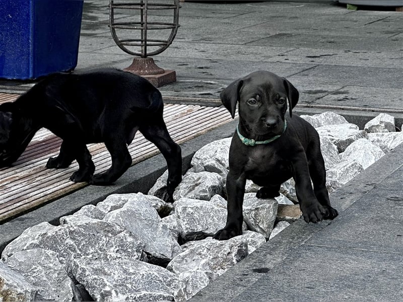 Rhodesian Ridgeback Weimaraner Welpen