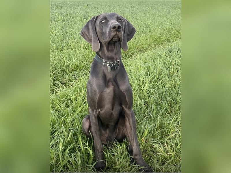 Weimaraner Rhodesian Ridgeback Welpen