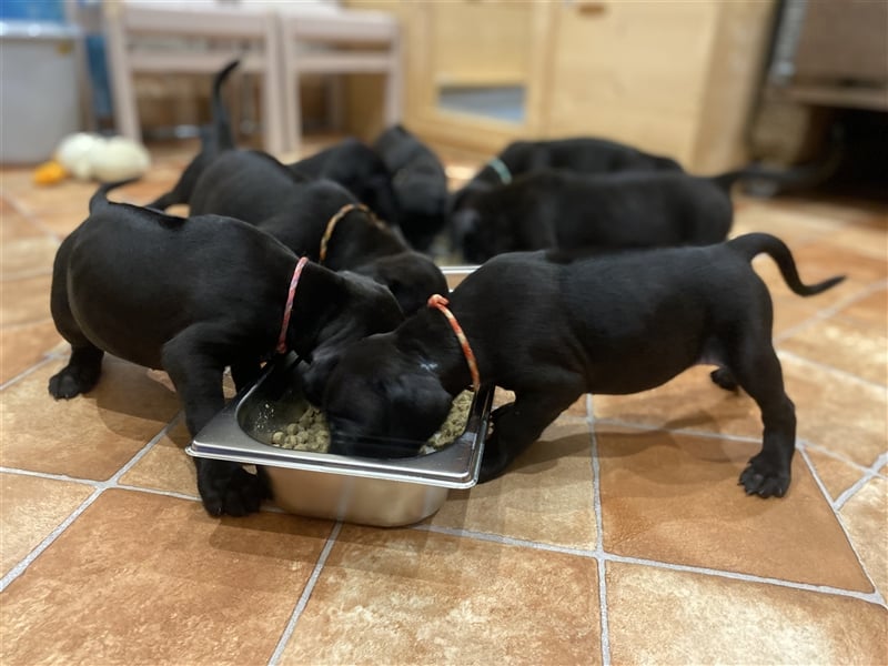 Weimaraner Rhodesian Ridgeback Welpen