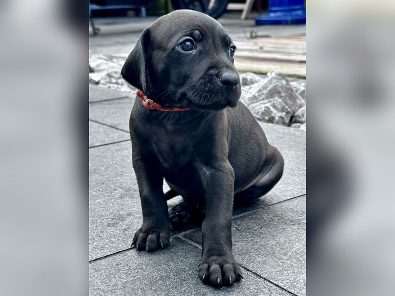 Rhodesian Ridgeback Weimaraner Welpen