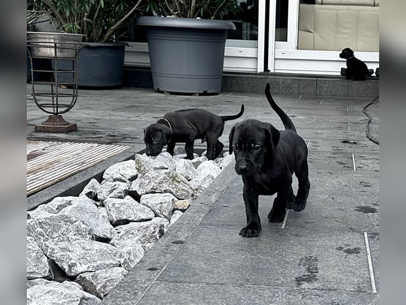 Weimaraner Rhodesian Ridgeback Welpen