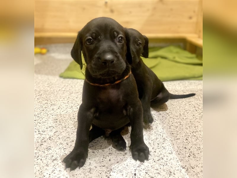 Weimaraner Rhodesian Ridgeback Welpen