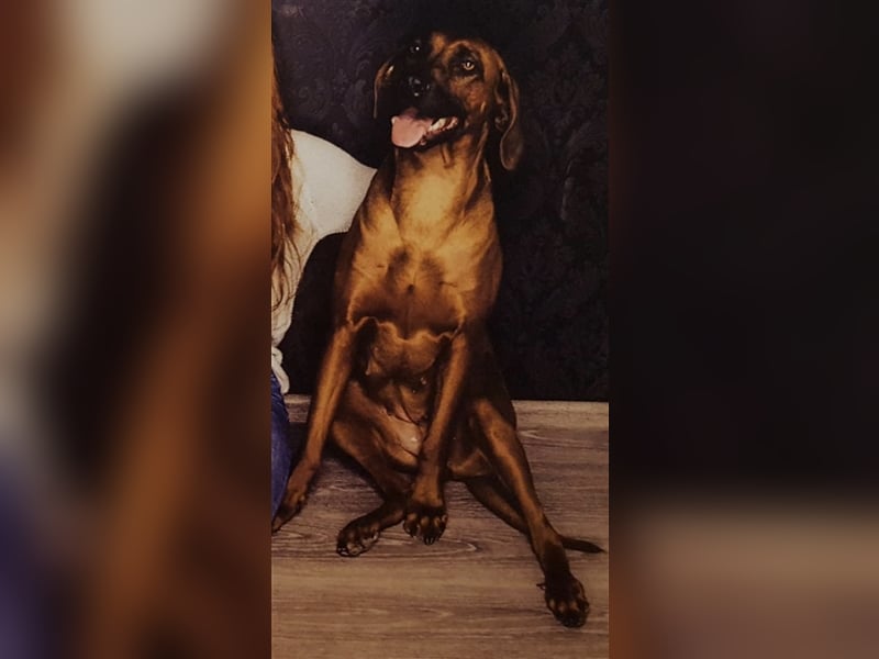 Weimaraner Rhodesian Ridgeback Welpen