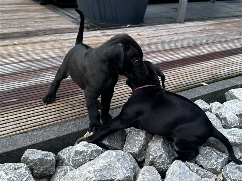 Rhodesian Ridgeback Weimaraner Welpen