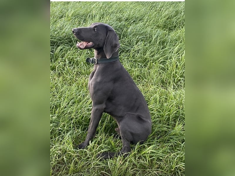 Weimaraner Rhodesian Ridgeback Welpen