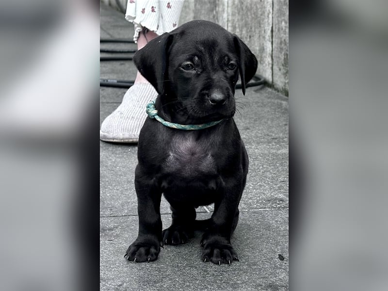 Weimaraner Rhodesian Ridgeback Welpen