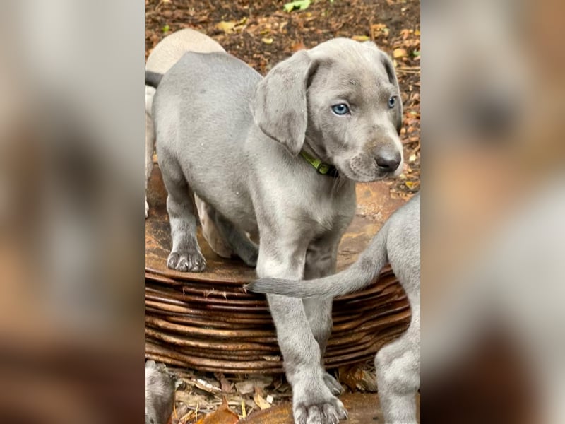 Weimeraner Welpen Silber und blau