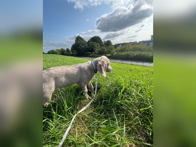 Weimaraner Langhaar Welpen