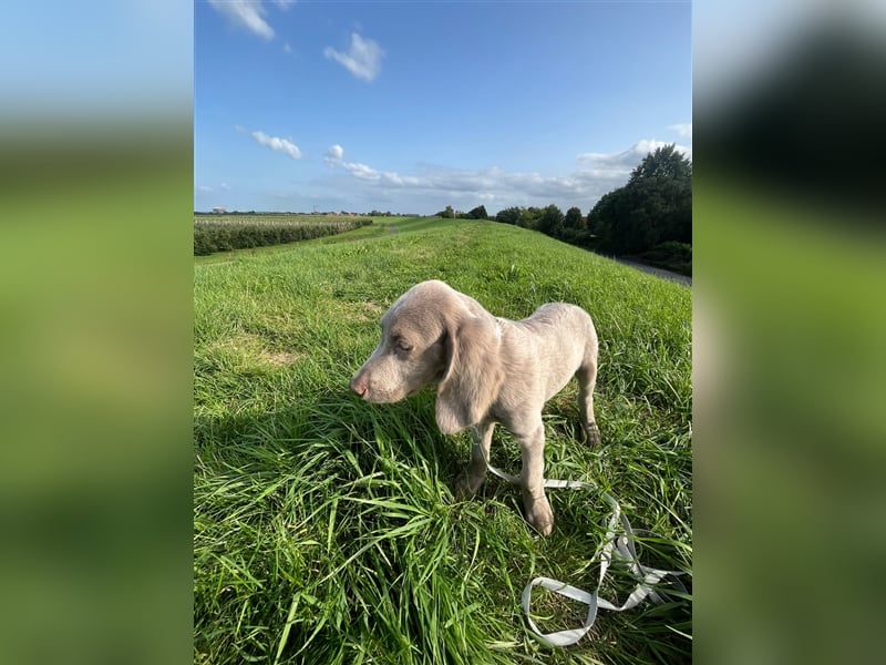 Weimaraner Langhaar Welpen