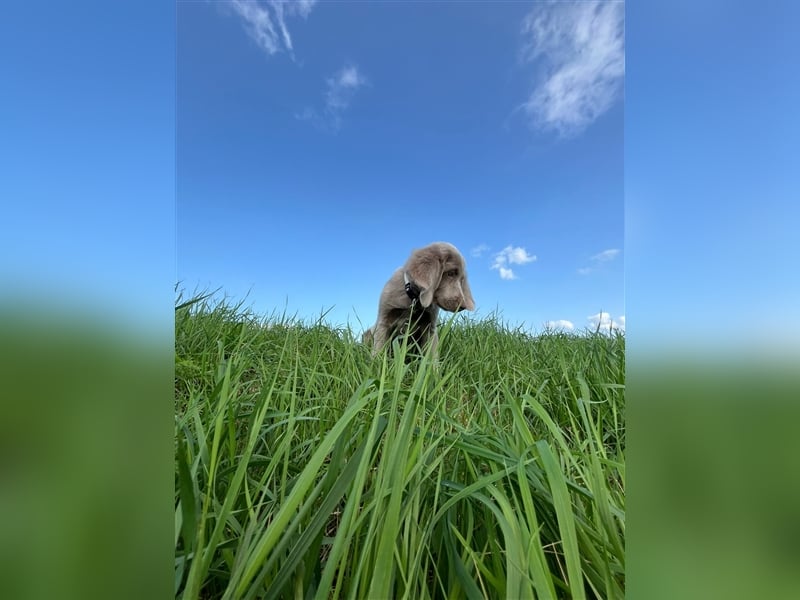 Weimaraner Langhaar Welpen