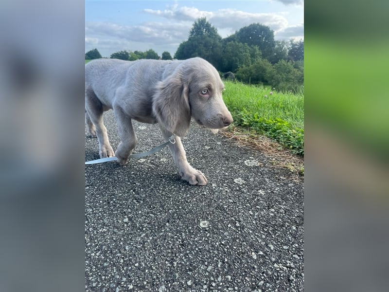 Weimaraner Langhaar Welpen