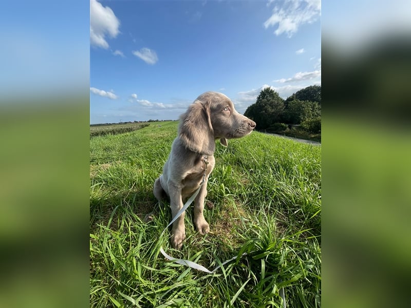 Weimaraner Langhaar Welpen