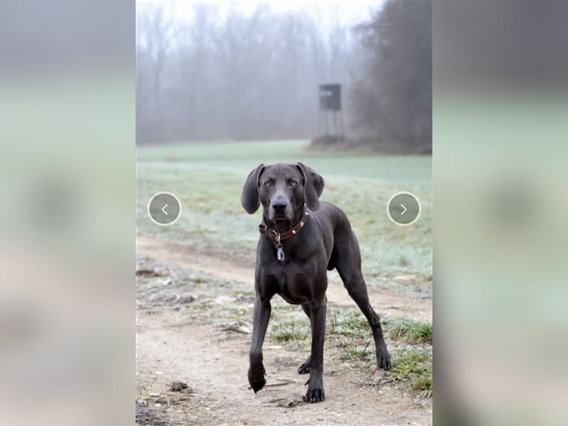 Weimaraner Deckrüde Blau, Ausgezeichnet mit V1, Zuchtzulassung,