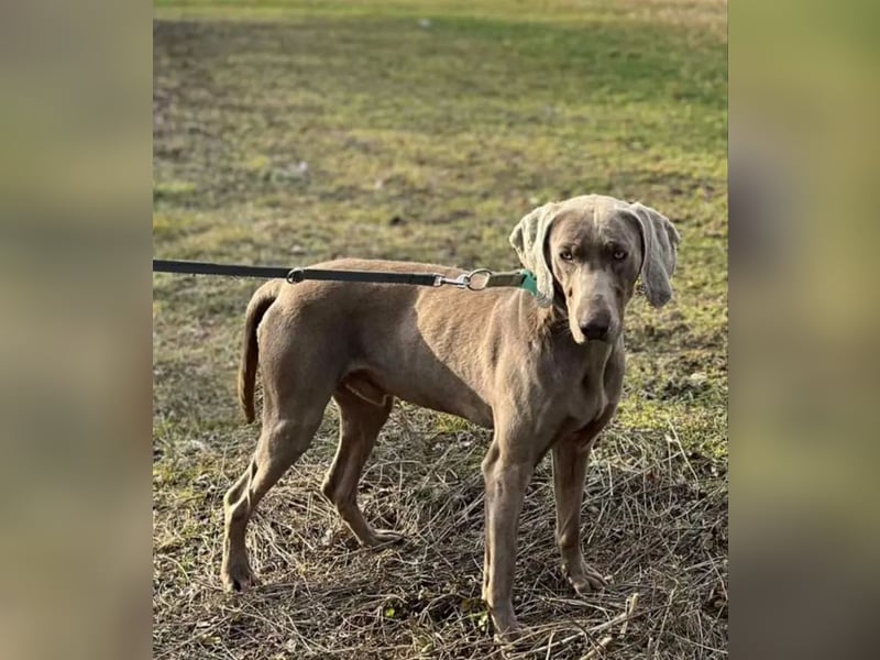 Füge VA – charakterstarker Weimaraner sucht erfahrene Einzelperson mit Führungsqualität