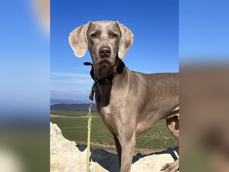 4 jähriger Weimaraner rüde