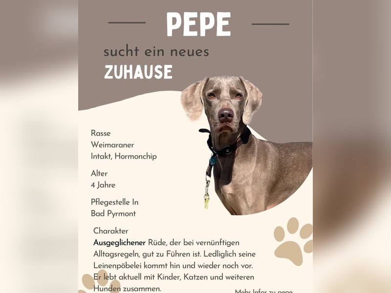 4 jähriger Weimaraner rüde