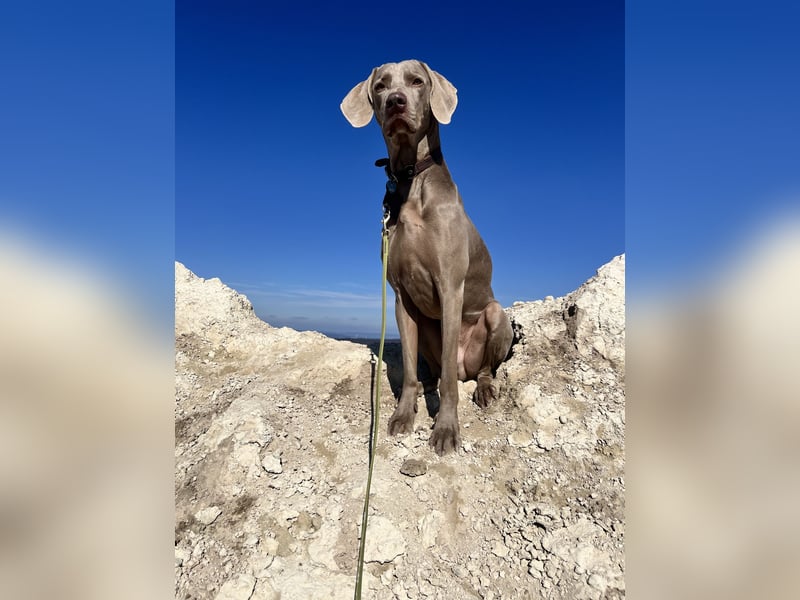 4 jähriger Weimaraner rüde