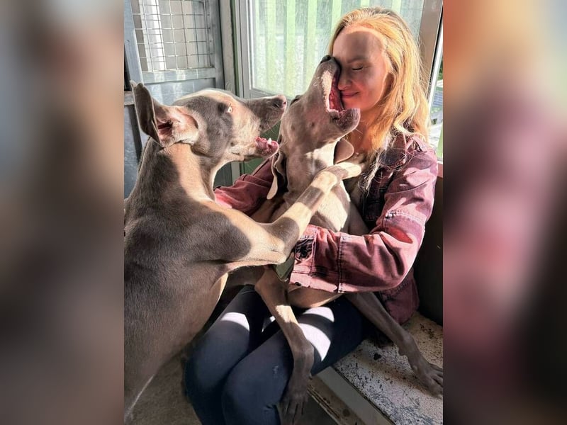 Draco (Spanien) – liebevoller Kämpfer sucht seine Familie