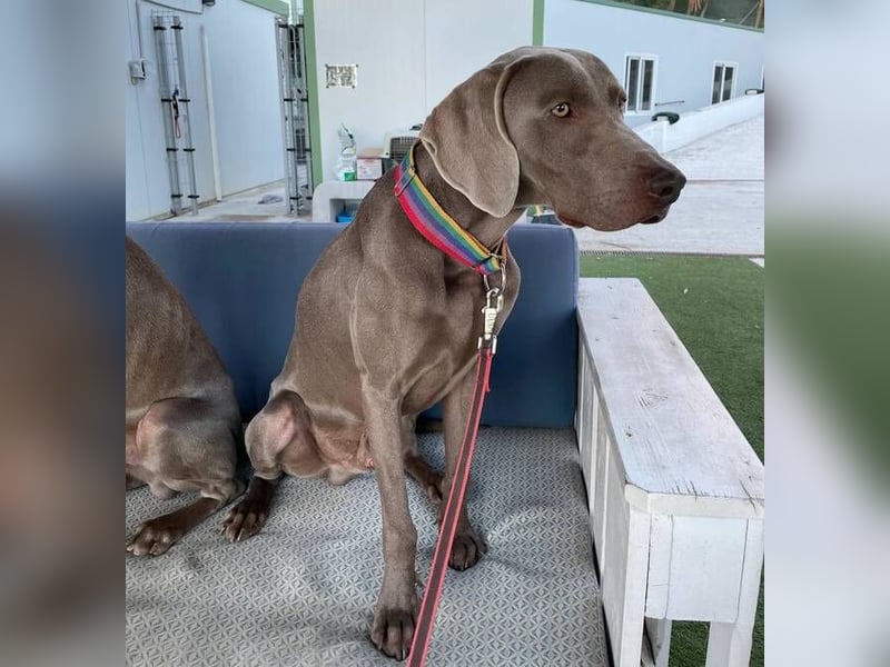 Draco (Spanien) – liebevoller Kämpfer sucht seine Familie