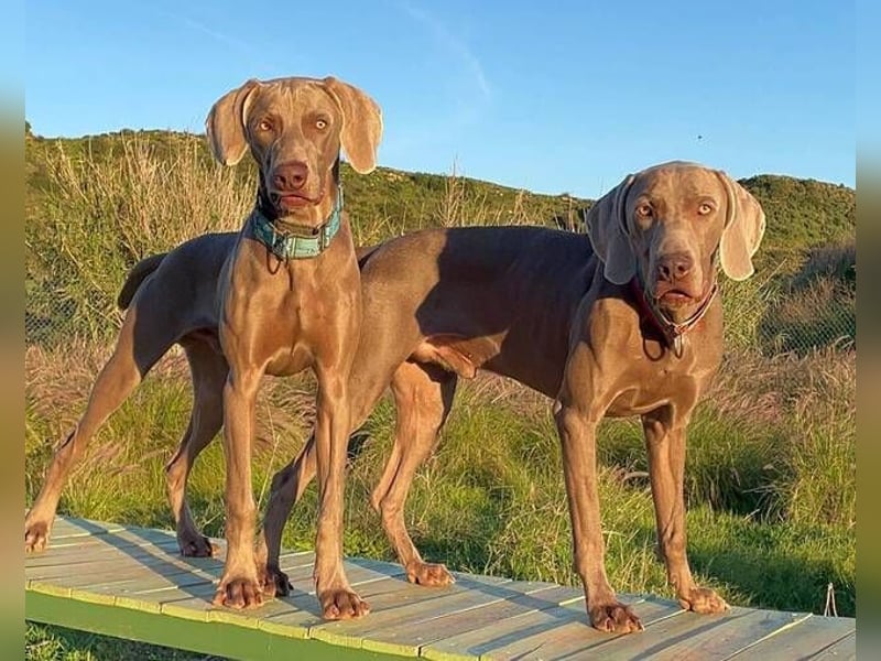 Draco (Spanien) – liebevoller Kämpfer sucht seine Familie