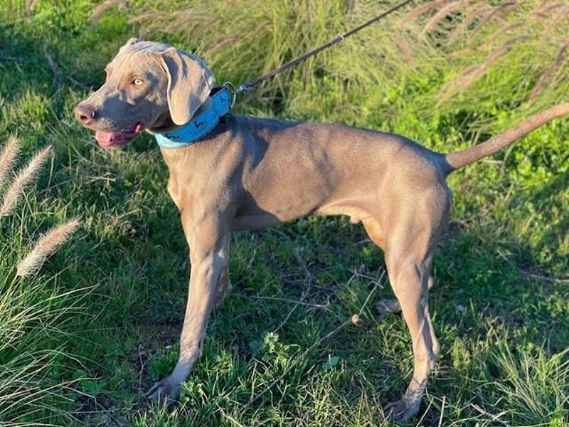 Falkor (Spanien) – ein treuer Begleiter sucht sein Glück