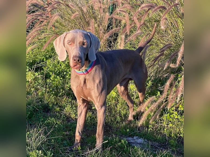 Draco (Spanien) – liebevoller Kämpfer sucht seine Familie