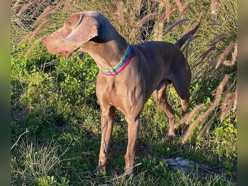 Draco (Spanien) – liebevoller Kämpfer sucht seine Familie