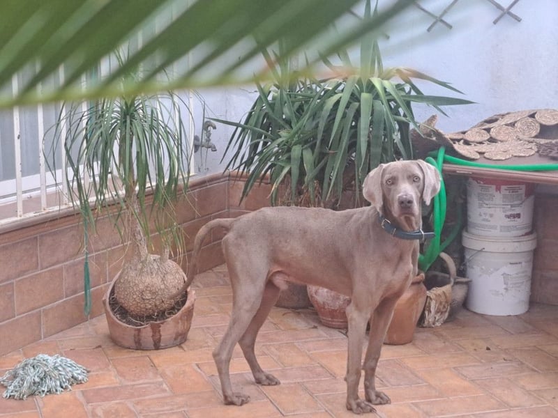 Otto