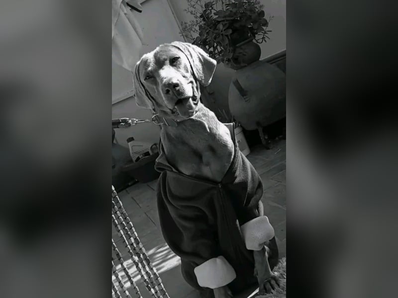 Otto