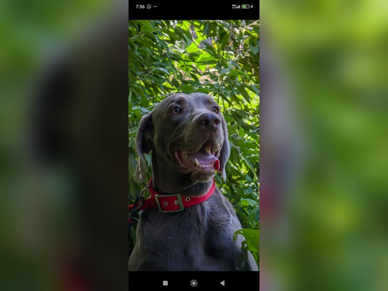 Traumhund sucht Traumzuhause – Vollblut-Weimaraner "Kapitän"
