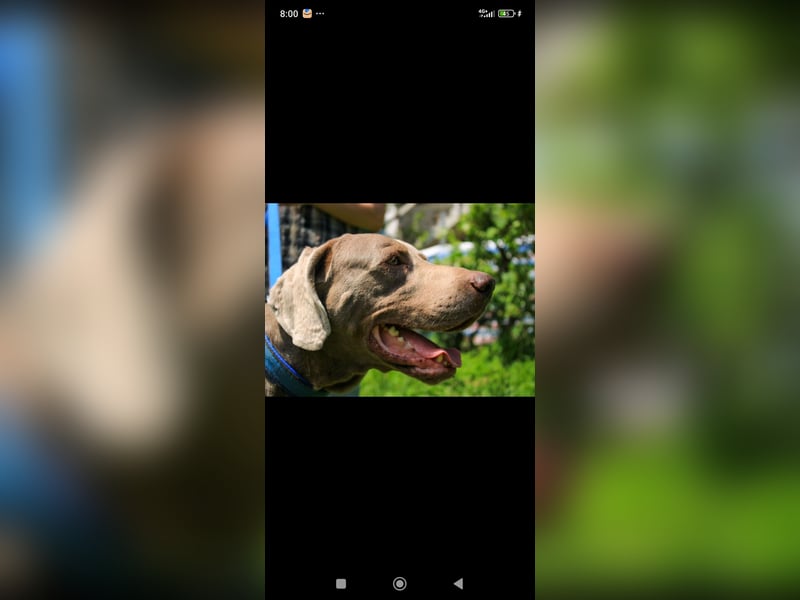 Traumhund sucht Traumzuhause – Vollblut-Weimaraner "Kapitän"