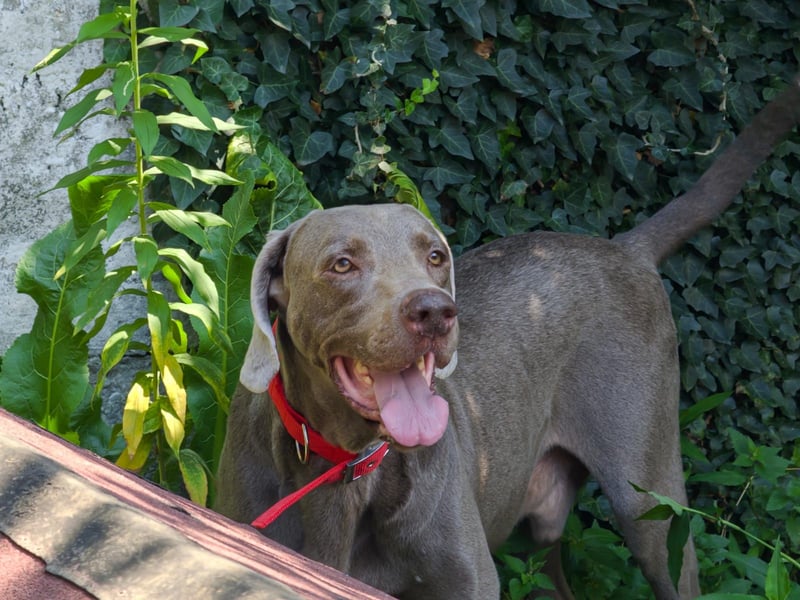 Traumhund sucht Traumzuhause – Vollblut-Weimaraner "Kapitän"