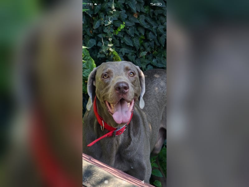 Traumhund sucht Traumzuhause – Vollblut-Weimaraner "Kapitän"