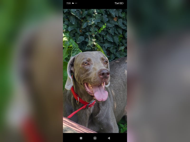 Traumhund sucht Traumzuhause – Vollblut-Weimaraner "Kapitän"
