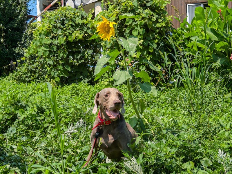 Traumhund sucht Traumzuhause – Vollblut-Weimaraner "Kapitän"