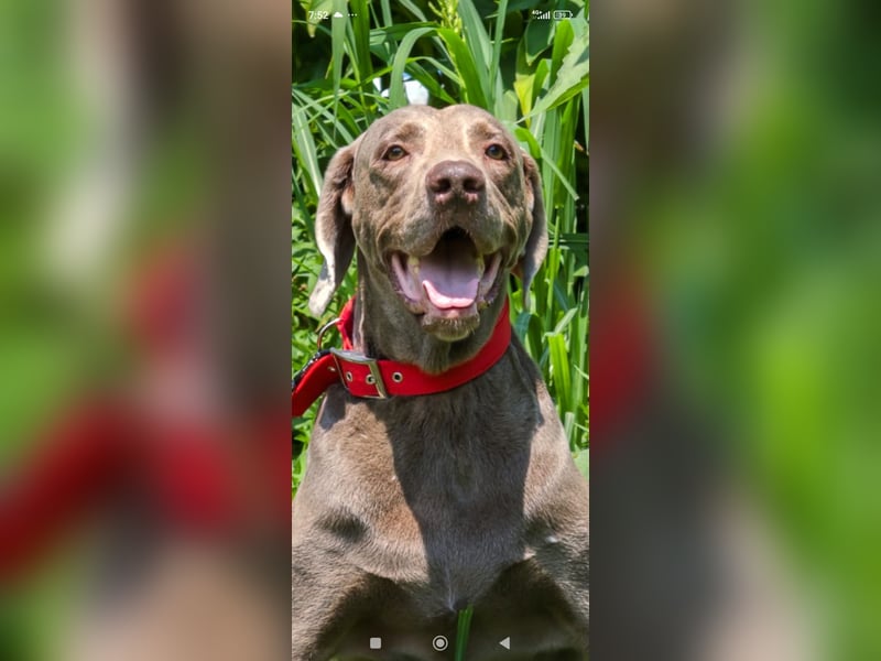 Traumhund sucht Traumzuhause – Vollblut-Weimaraner "Kapitän"