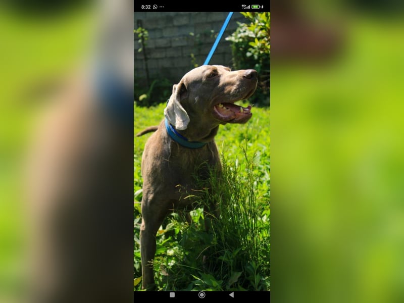 Traumhund sucht Traumzuhause – Vollblut-Weimaraner "Kapitän"
